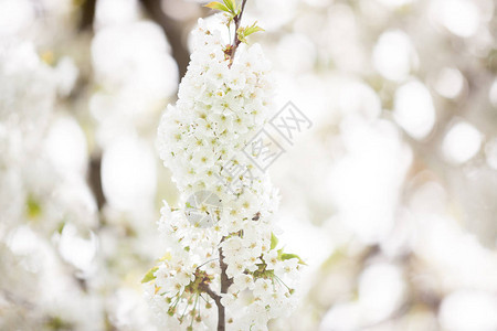 花朵开花阳光明亮的阳光从太阳渗出图片