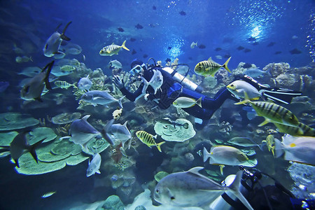 水族馆里的潜水员和鱼图片