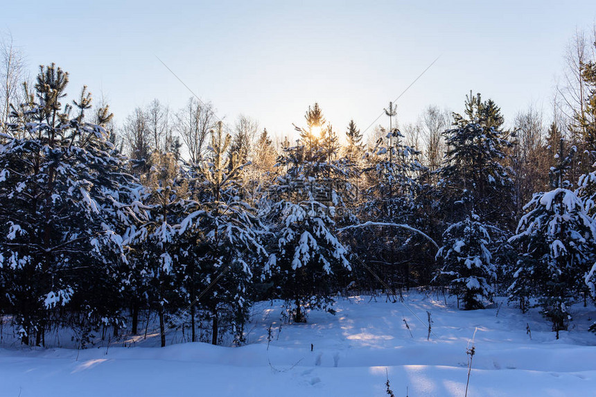 寒冬中的针叶林景观图片