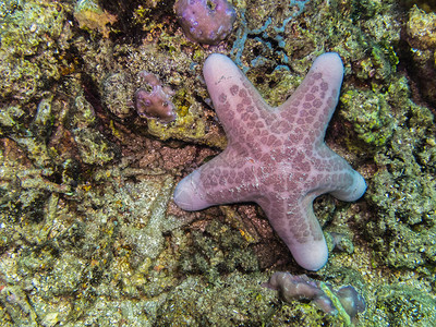 海中珊瑚上的大海星图片