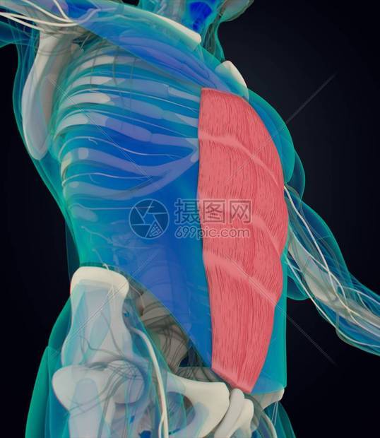 人体腹直肌解剖模型3D插图图片