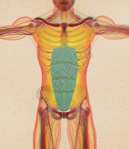 人体腹直肌解剖模型3D插图背景图片