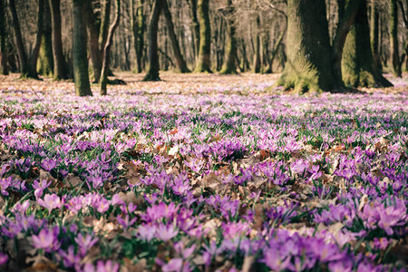 美丽的风景和紫地毯在森林中盛开花朵的椰枣花图片