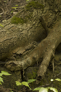 绿苔覆盖的树根特写图片