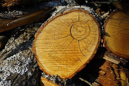 圆形切割和年轮的树桩图片