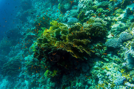 水下自然下的海有礁珊瑚和鱼类海洋动植图片