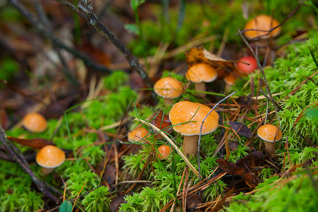 森林中美丽的生食用菌图片