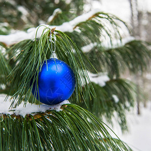 挂在白雪森林松树上的圣诞装饰圣诞节和新年贺卡概念Costc图片