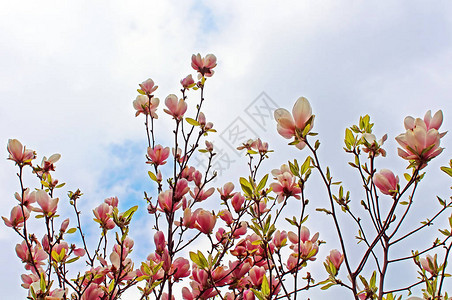 春天花园里的玉兰树开花图片