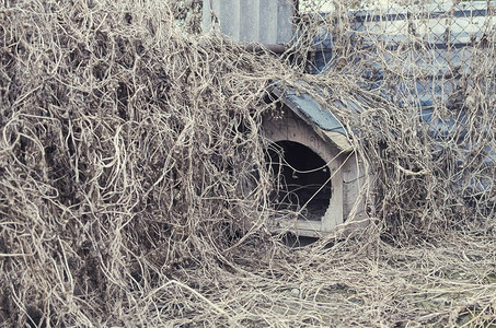 空荡的废弃杂草丛生的狗屋图片