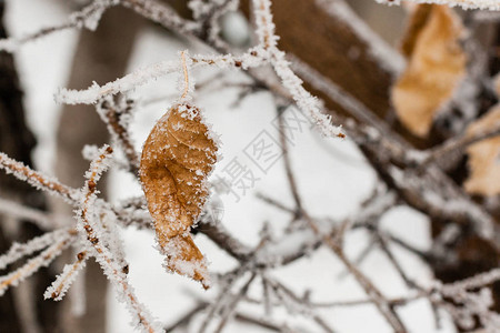 用白霜和雪盖的叶子关闭图片