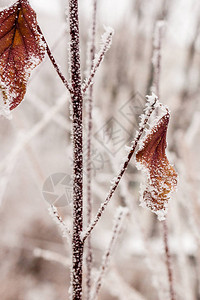 用白霜和雪盖的叶子关闭图片