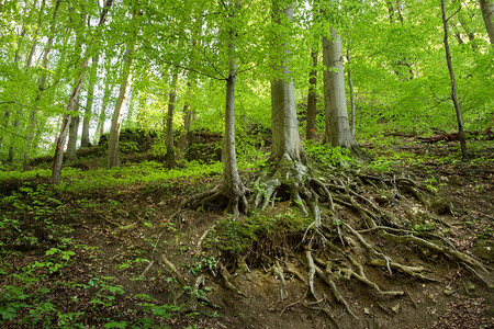 森林上的树根图片