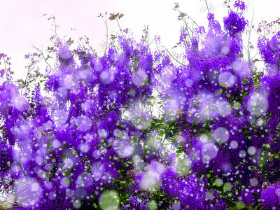 春天的紫色淋浴花雪背景图片