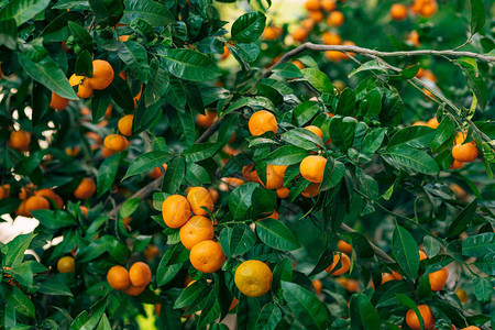 树上的橘子成熟的橘子黑山柑桔树橘园树上结了很多果图片