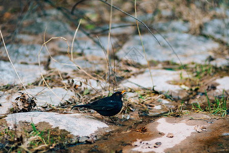 一只黑鸟从森林里的一条小溪里喝水背景图片