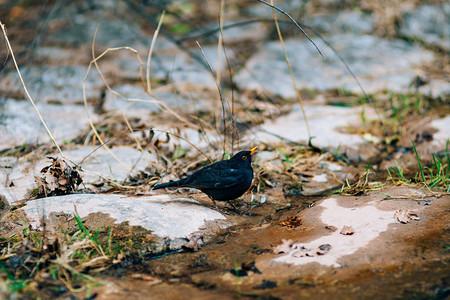 一只黑鸟从森林里的一条小溪里喝水背景图片