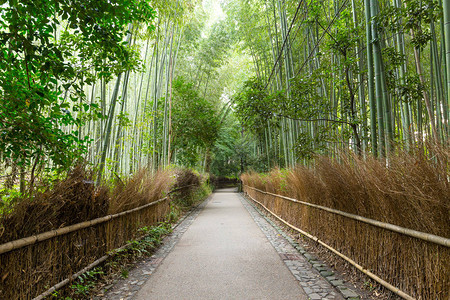 日本京都岚山竹林图片