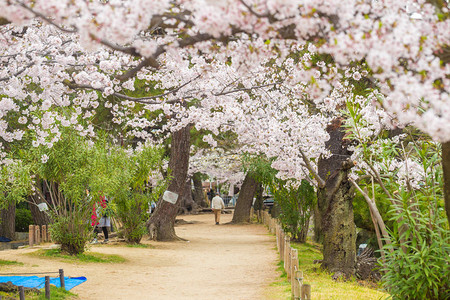 日本SakurashisukugawaJR火车站樱图片