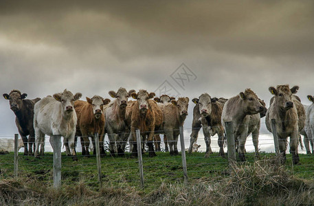 新西兰北岛牧场上奇怪的牛图片