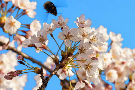 比和樱花或樱桃树春天在然蓝图片