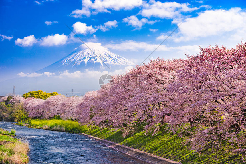 富士山在春天图片