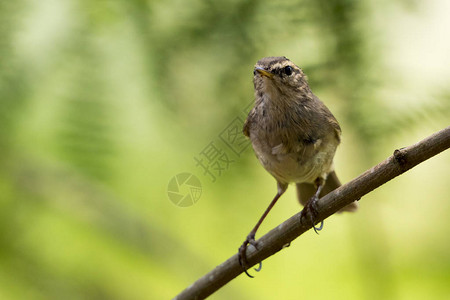 树枝上的鸟CommonContairorbird图像图片