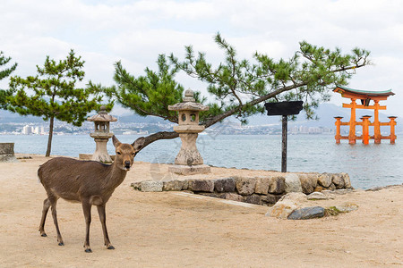 日本严岛神社和鹿图片