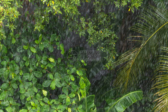 雨季热带森林雨下绿植图片