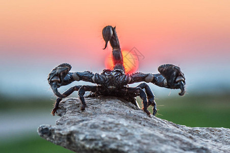 蝎子座是Arachnids的顺序图片