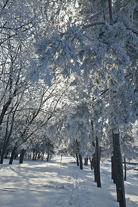 雪霜冻地貌自图片