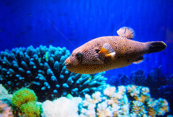 水族馆中的箭鱼小白鱼海豚图片