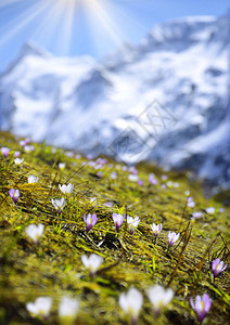 阿尔卑斯山之旅岩顶高原场景的山腰远景图片