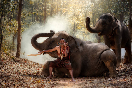 泰国人是一个控制大象的大象和吹风器的大图片