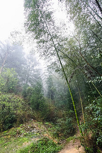 竹林春季前往的潮湿热带雨林DazhaiLongshengRiceTerraces地区DragonsBackbone平台背景