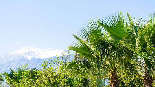 雪山和棕榈树美丽的景色图片