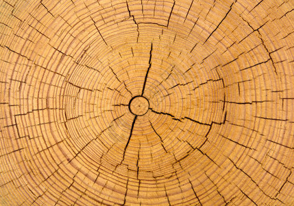 被切开的树干的木质纹理年轮特写图片