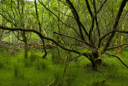 爱尔兰森林中的树木图片