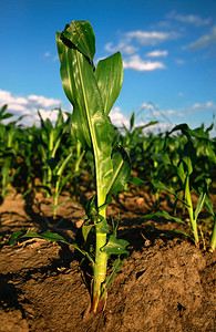 种植于农业耕地的玉米作物图片