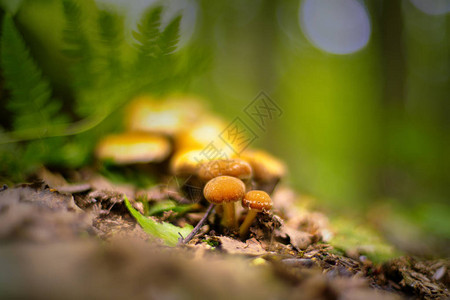 蘑菇森林菌类菌图片
