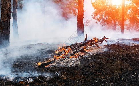森林火灾倒下的树被火烧的地面大量烟气时vildfire图片