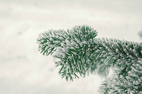 雪背景上覆盖着白霜的冬冷杉树枝图片
