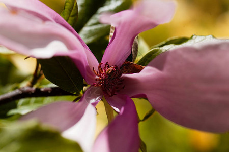 一朵紫色玉兰花Magnolialiliiflor图片