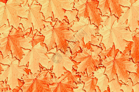 秋叶子质地图片