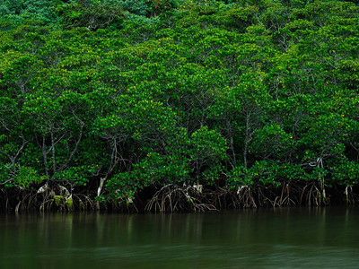 西表岛的红树林图片