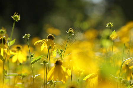 清晨切菜花Rudbeckialaci图片