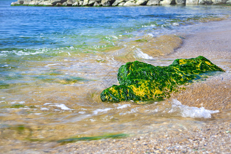 海边和石头上的绿藻图片