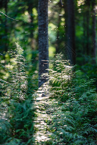 茂盛大树抽象的夏日森林阳光和绿树茂盛纹理背景