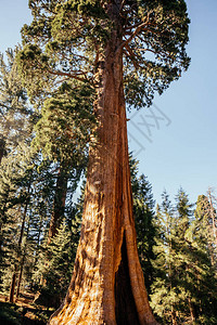 王冠Sequeyadendron是塞科亚公园的一个古老的sequoia森林背景