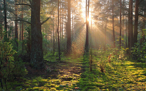 阳光明媚的森林自然绿色森林中的阳光阳光明图片